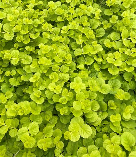 Lysimachia nummularia